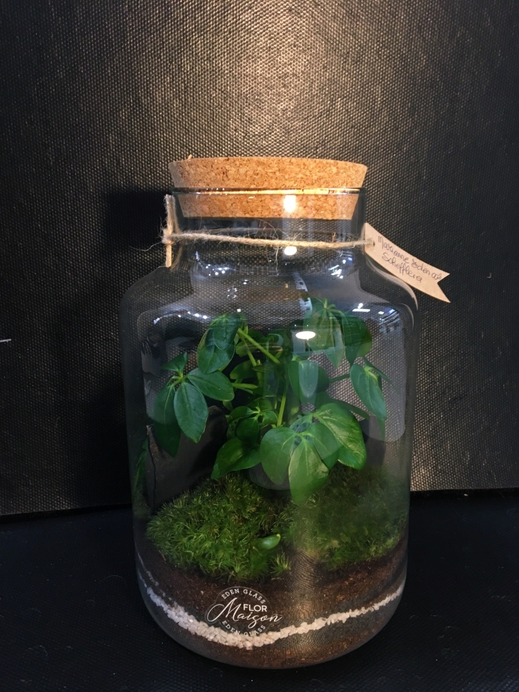 What is a Terrarium? - Flor Maison, miniature landscapes